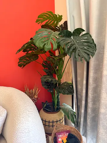 Large Monstera Deliciosa (Potted Indoor Plant) - Healthy, Mature