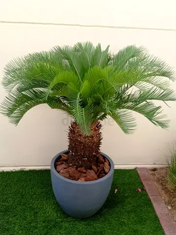 Live Cycas Palm Plant In Grey Fiber Pot