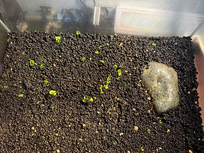 Planted aquarium