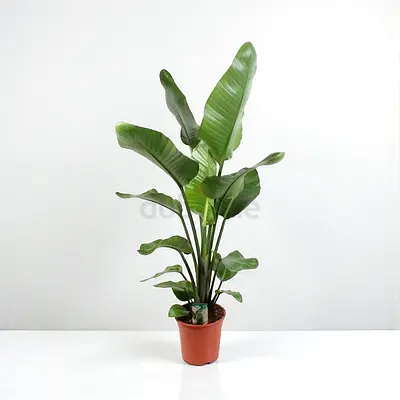 Live Indoor Bird of Paradise Plant in Pot - 120cm Height