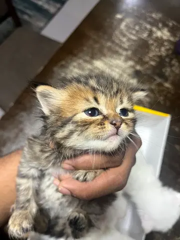 Pets for adoption