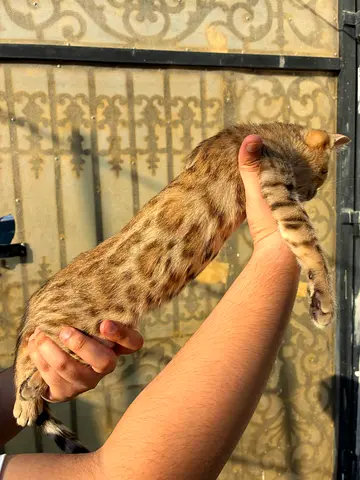 3 months old Bengal kitten