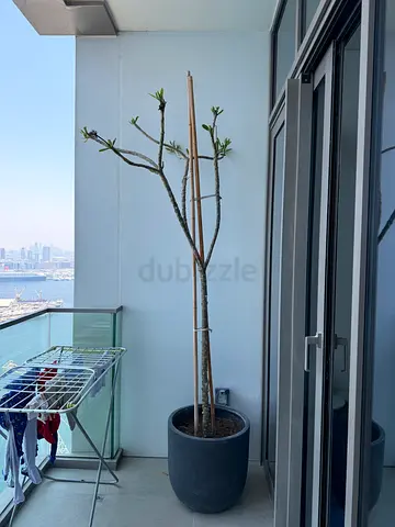 2.5 mt tall potted outdoor plant (frangipani tree) plumeria obtusa in large dark grey pot