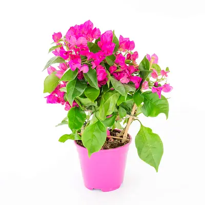 Pink Bougainvillea Plant in Pot - Healthy Indoor/Outdoor Blooming Plant