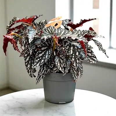 Live Polka dot Begonia (Rare Indoor Potted Plant)