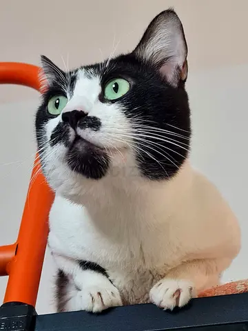 Well mannered cat for adoption
