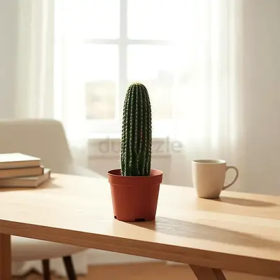 Live Columnar Cactus - Indoor/Outdoor Decorative Cactus Plant