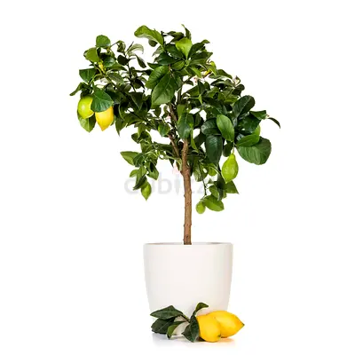 Live Citrus Lemon “Omani” (Lemon) Plant - 100cm - 120cm Height (Pot: 10L)