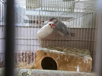 Pair of Java Sparrow /Finch - healthy adult birds with cage
