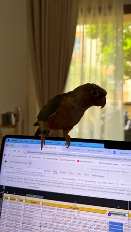 Friendly pineapple conure bird