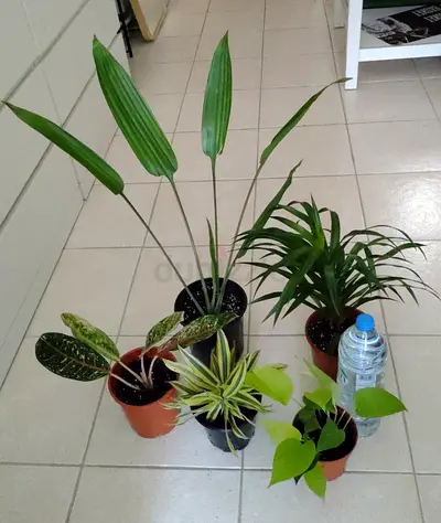 Take all 5 easy to take care  indoor plants Final price , last price , best price 80 dhs only