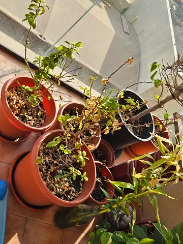 Collection pots good condition