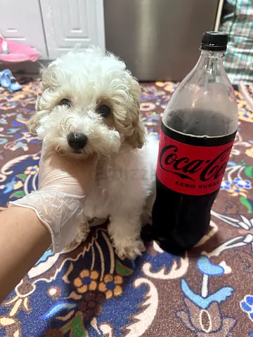 Young white Poodle puppy - small, friendly
