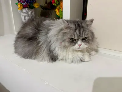 Siberian Cat 4 years old