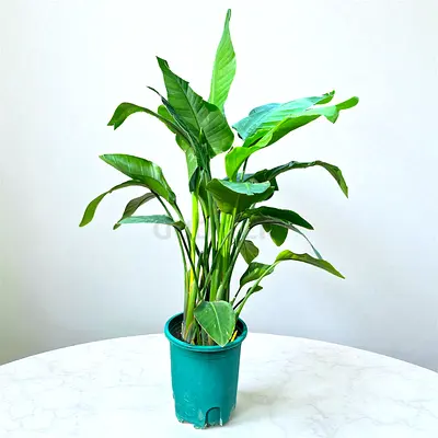 Healthy Live indoor potted bird of paradise (Strelitzia) - 100cm Height