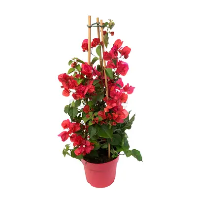 Bougainvillea Plant in Pot with Bamboo Support - Pink/Red