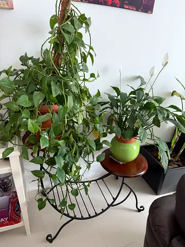 Metal plant stand with potted indoor plants