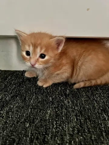 Beautiful Kittens – Vaccinated  Ready for Their New Homes