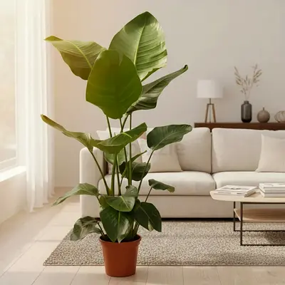 Live Bird of paradise - Indoor plant from Holland - 150cm Height