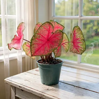 Caladium – Heart of Jesus - Indoor Plant