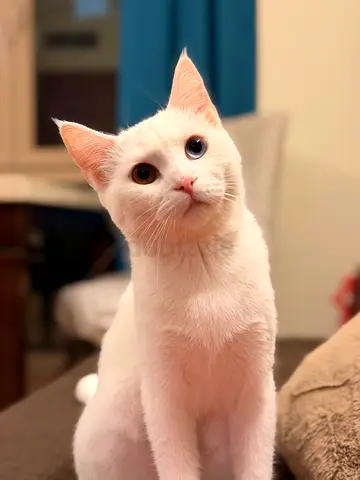 Loving Khao Manee cat looking for a Forever Home