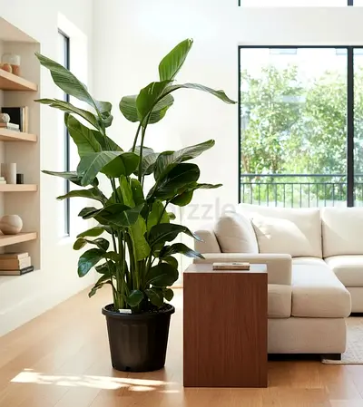 Live Bird of Paradise Plant - Indoor Plant from Holland - 170cm Height