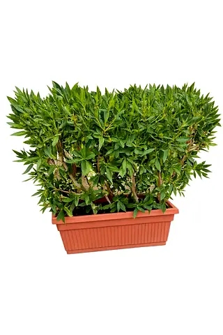 Live Conocarpus Erectus Potted Outdoor Plant - Ready Potted Privacy Screen