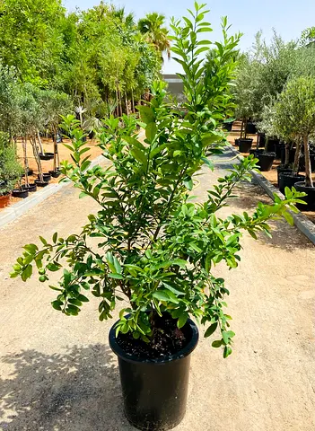Live Citrus Lemon “Bin Zaheer” Plant - 130cm - 150cm Height (Pot: 30L)