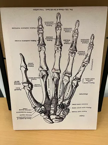 Vintage anatomical illustration print of hand bones (A4/A3 poster)