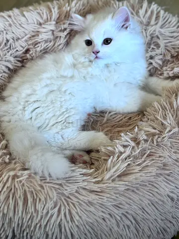 Adorable kitten looking for new home
