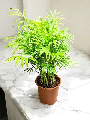 Healthy Parlor Palm (Chamaedorea elegans) potted indoor plant