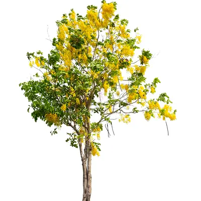 Golden Shower Tree (Cassia fistula) - Healthy Outdoor Plant - 	
200cm - 250cm Height (Pot: 30L)