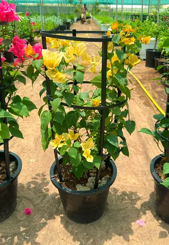 Potted Bougainvillea with Metal Climbing Support - Yellow