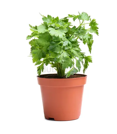 Live Coriander (Chinese Parsley/Cilantro) Herbal Plant