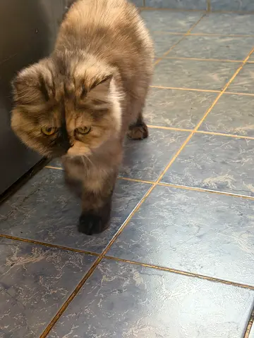 Fluffy long-haired Persian kitten, friendly and healthy