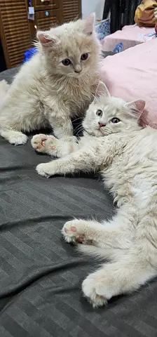 Pair of fluffy white kittens, about 2-3 months old