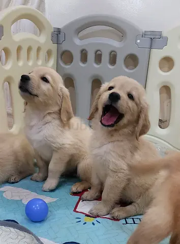 Golden Retriever puppy purebred