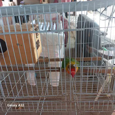 Love bird