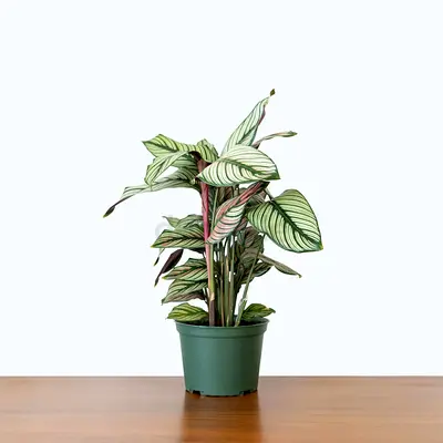 Calathea Majestica White Star Indoor Plant in UAE | Pet-Friendly Luxury Plant