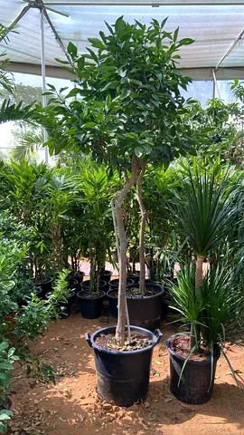 Live Citrus Lemon “Yellow” (Lemon) Tree From Spain - 150cm - 170cm Height