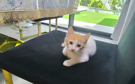 2-month-old brown and white and orange and white kitten available for adoption (free)