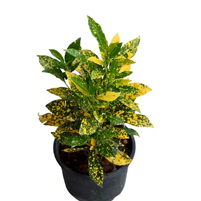 Healthy Gold Dust Croton Plant in Pot - Indoor/Outdoor