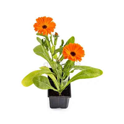 Live Calendula “Marigold” - Flowering Plant