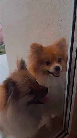 Friendly Pomeranian looking for a new home - playful and vaccinated Female Male