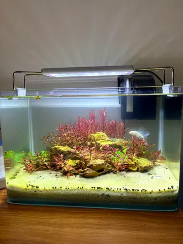 Well Planted aquarium with filter, light and substrate - ( matured)