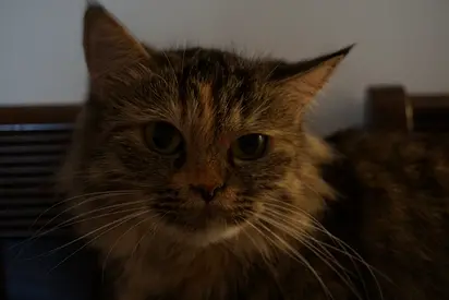 Free to a Good Home: Gentle 8-Year-Old Spayed Female Cat
