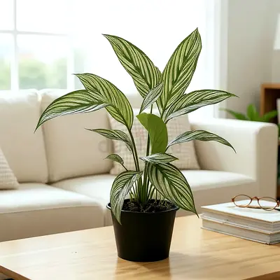 Live Calathea Vitata Plant - Indoor Plant