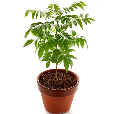 Live Curry Leaves/Murraya Koenigii “Sweet Neem” - Outdoor Plant