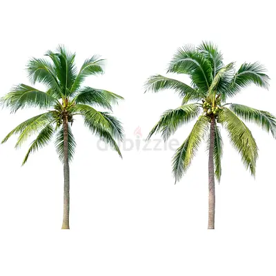 Live Cocos Nucifera “Coconut Tree” 300cm - 350cm (Pot: 50L)