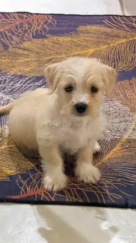 Havanese Puppy – Free for Adoption